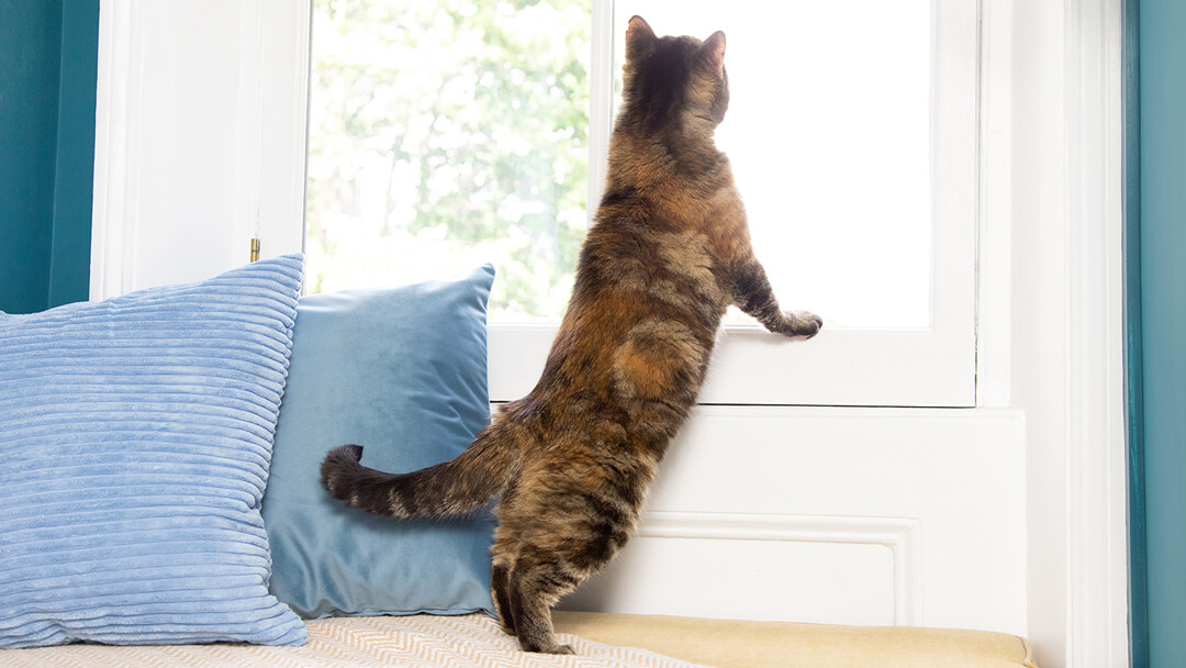 Keeping Indoor Cats House Cats Purina